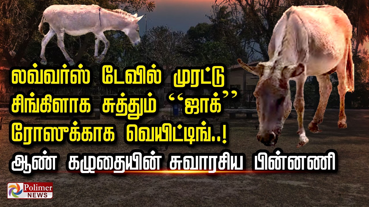 லவ்வர்ஸ் டேவில் முரட்டு சிங்கிளாக சுத்தும் “ஜாக்” ரோஸுக்காக வெயிட்டிங்..   சுவாரசிய பின்னணி