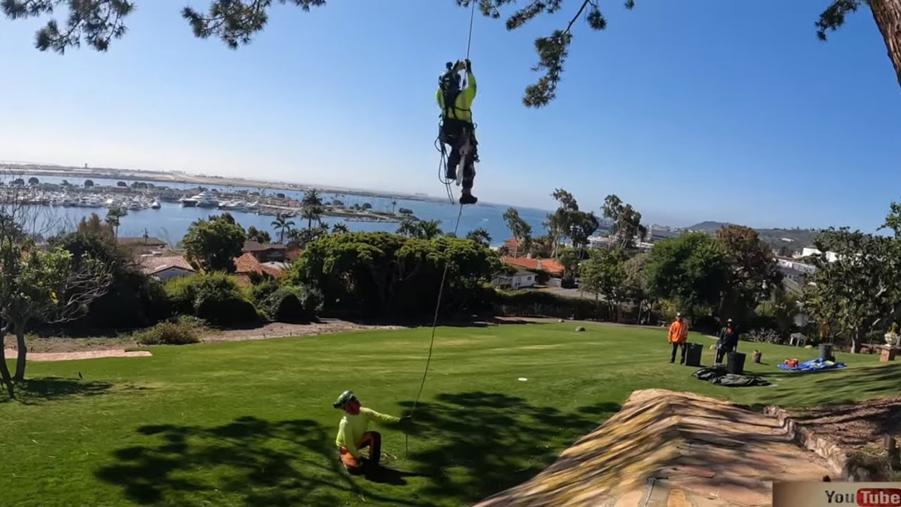 Recorte de ramas pesadas de un Torrey Pine Tree