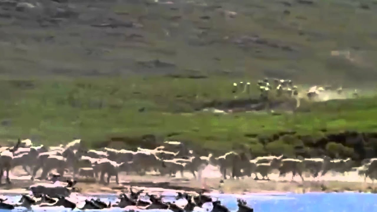 Bigfoot Caribou Chase Stabilized