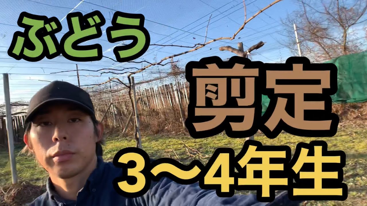 ぶどうの剪定3〜4年生林ぶどう園2021-1-27