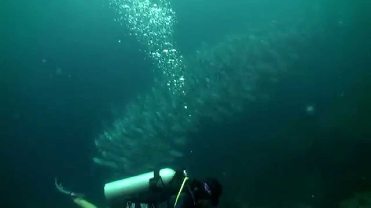 Diving Thailand 04 November 2014  Sail Rock Underwater video