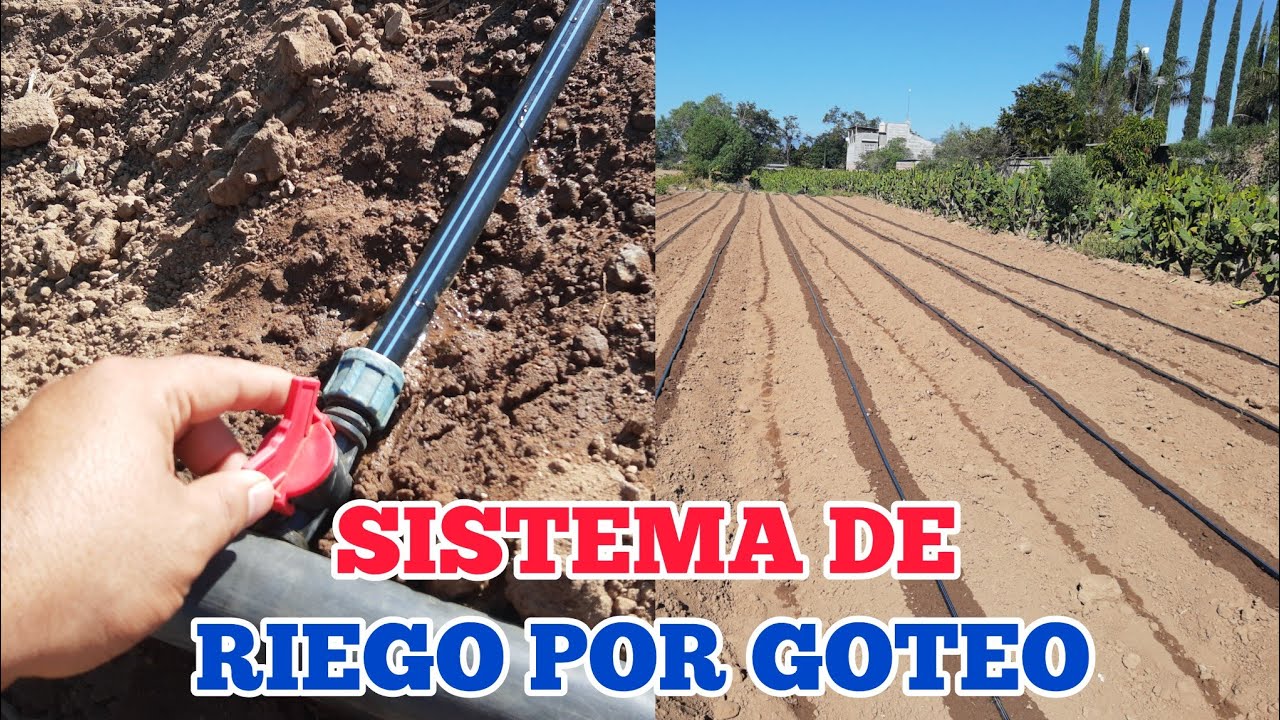 ¿CÓMO INSTALAR La Cintilla para un SISTEMA de RIEGO por GOTEO y AHORRAR mucha AGUA?