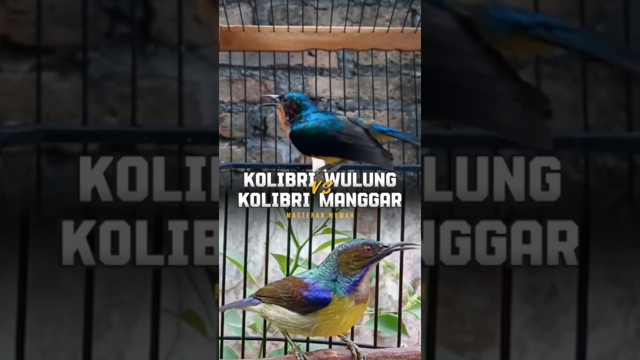 BAHAN MASTERAN KOLIBRI WULUNG MIX KOLIBRI MANGGAR GACOR