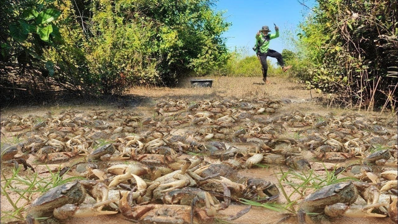 Wow It's amazing in dry season pick crabs dig clams pick eggs at forest so happy