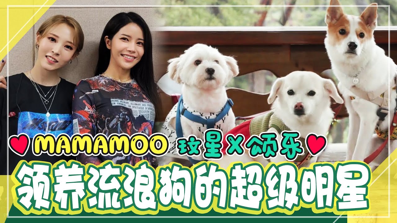 [动物农场] (中字)找来动物农场的特别客人！🌟MAMAMOO 玟星 X颂乐🌟的幸福时间！