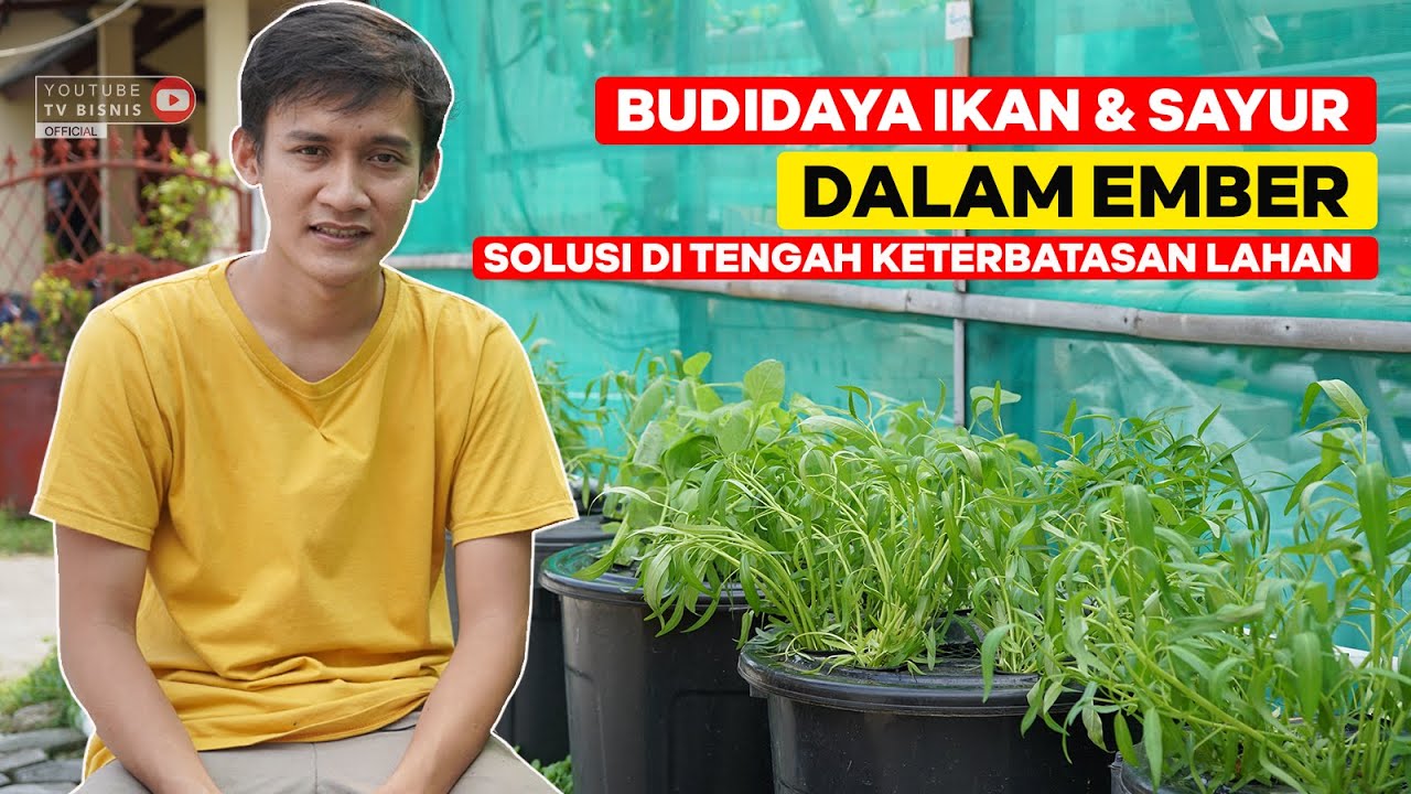 BUDIDAYA IKAN DAN SAYUR DALAM EMBER, SOLUSI DI TENGAH KETERBATASAN LAHAN