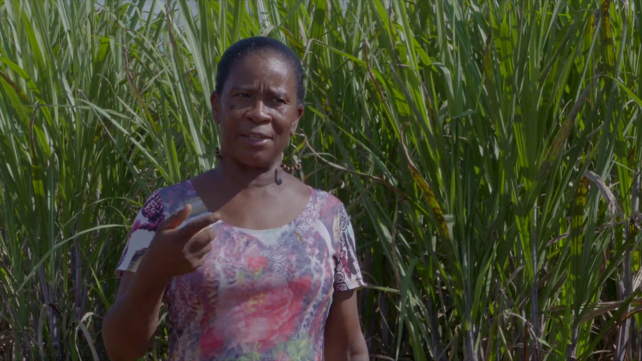 Le désherbage mécanique en culture de canne à sucre