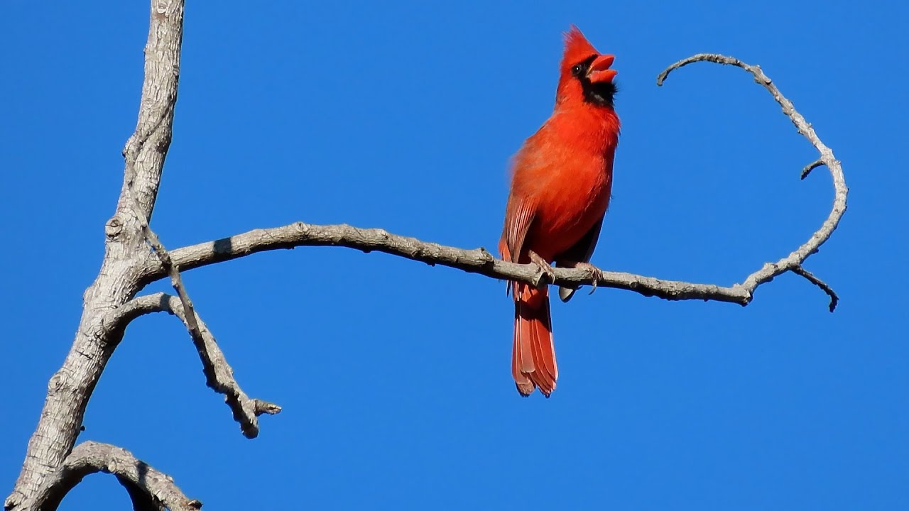#nature #calm #birds #morning #relax Video#2