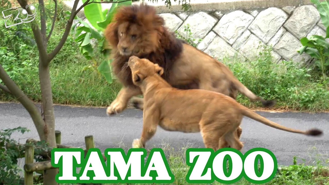 🦁😸多摩動物公園ライオン園ドキュメンタリー20231005