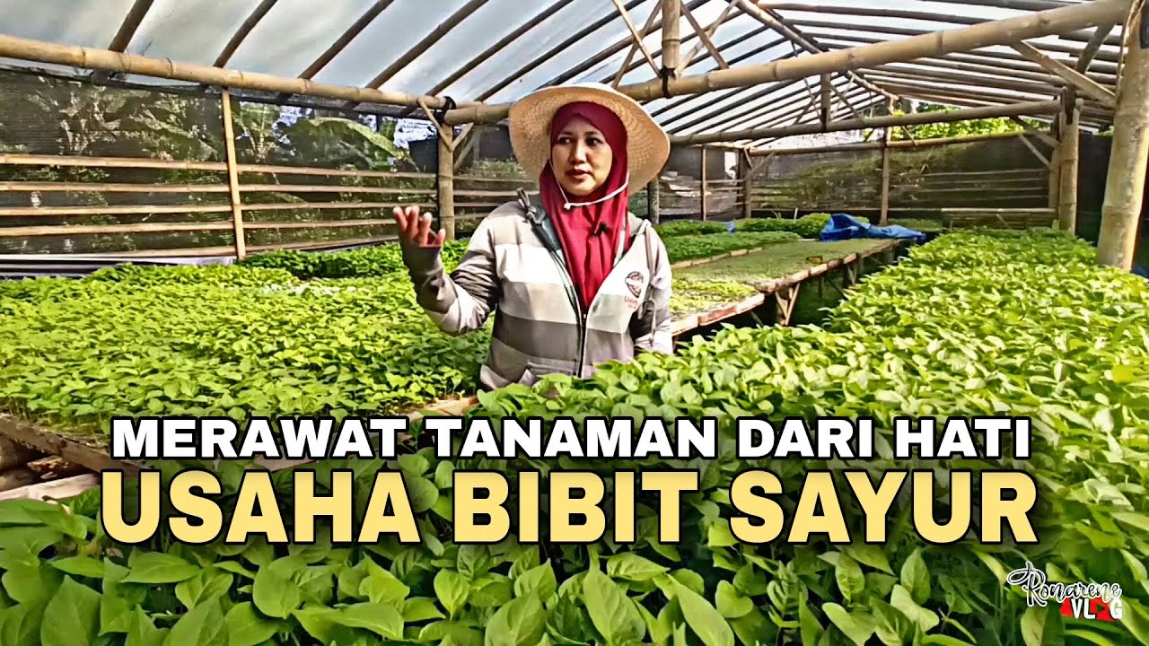 MERAWAT TANAMAN DARI HATI | USAHA BIBIT SAYUR