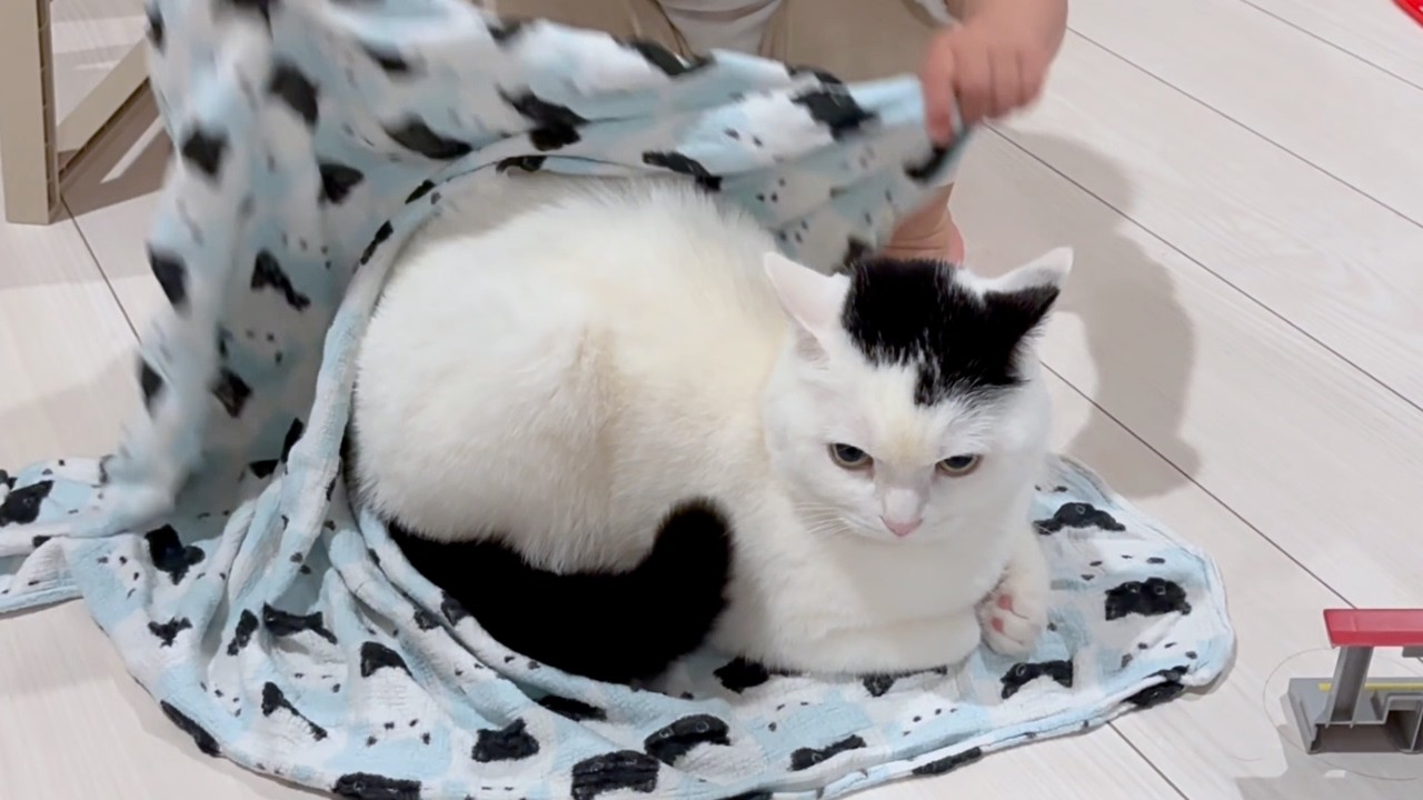 猫に優しくしたい兄弟、その結果…