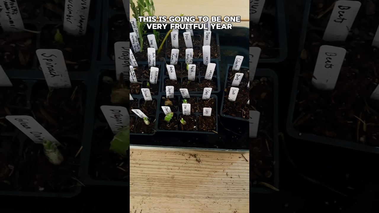 Starting seeds for this year, 2024 gardening #garden #plants #shorts #2024