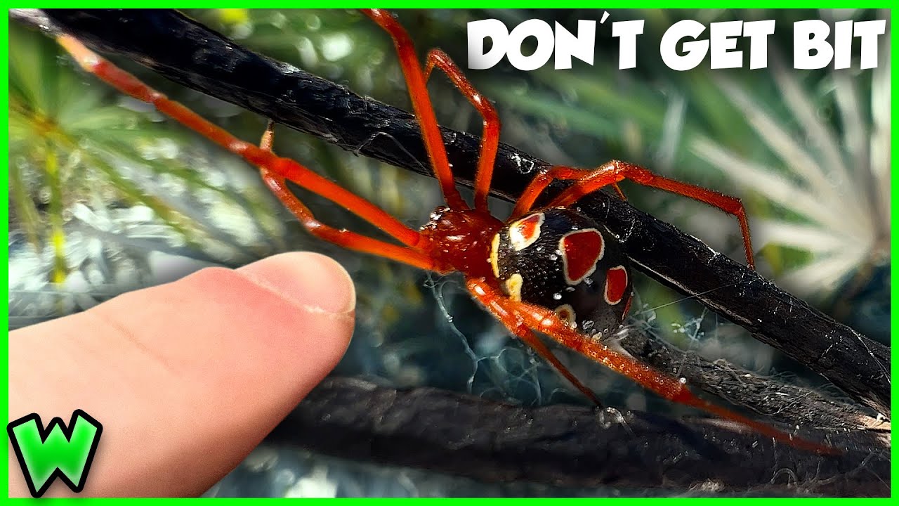 The DEADLIEST Spiders in North America (and how to spot them)