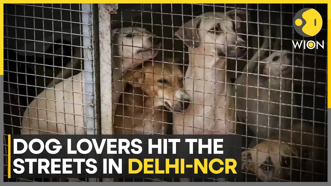 SC Order On Stray Dogs: 'Will Be Implemented Within 6 Weeks' | Order Sparks Row | WION