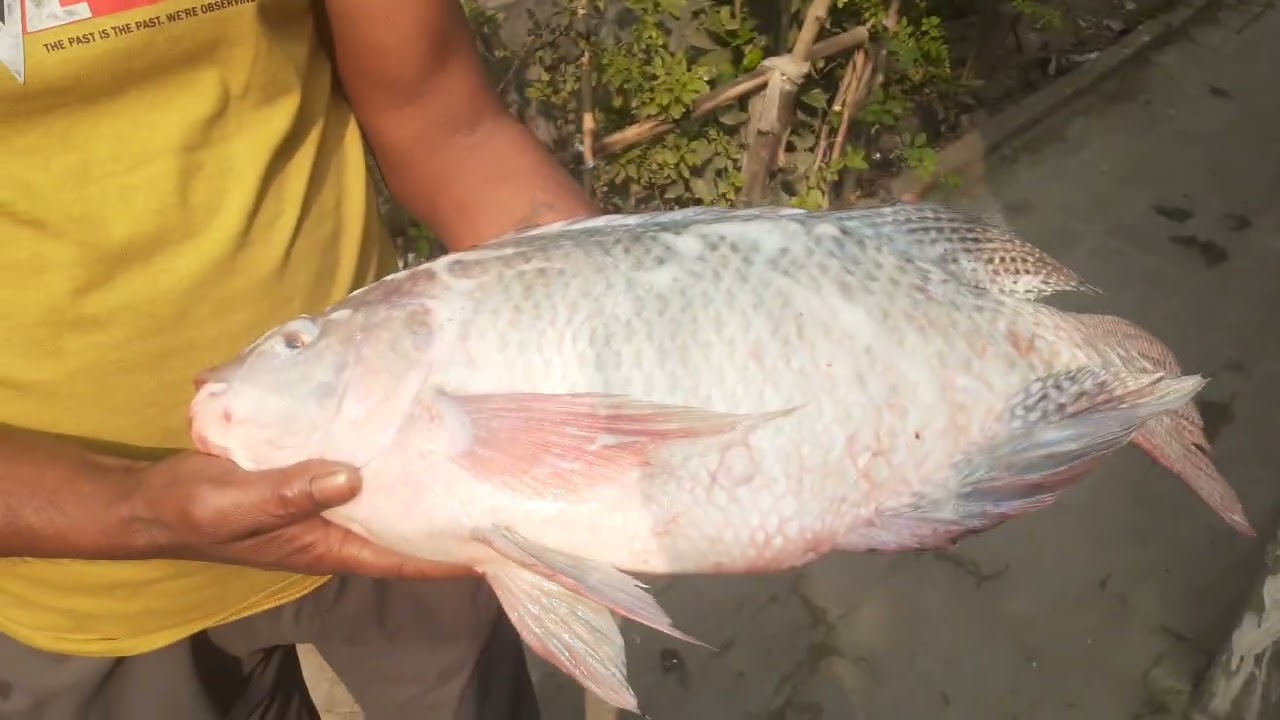 অরিজিনাল মনোসেক্স তেলাপিয়া।।  সরাসরি হ্যাচারি থেকে মাছ নেওয়ার জন্য যোগাযোগ করুন #01728698933 @