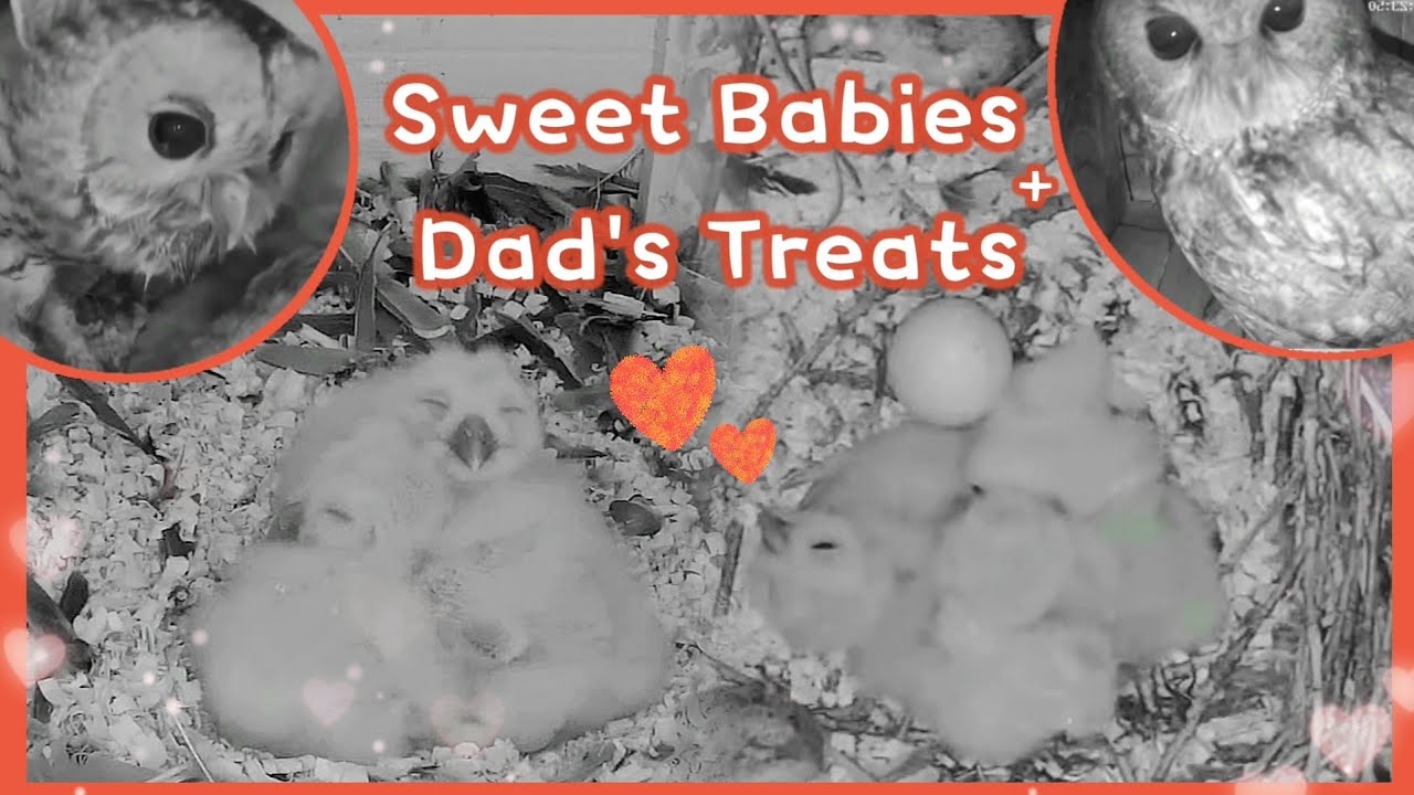 Sweet Babies Snuggle Pile💗& Amazing Owl Dads💪| Tawny Owls in Hungary 04/2023
