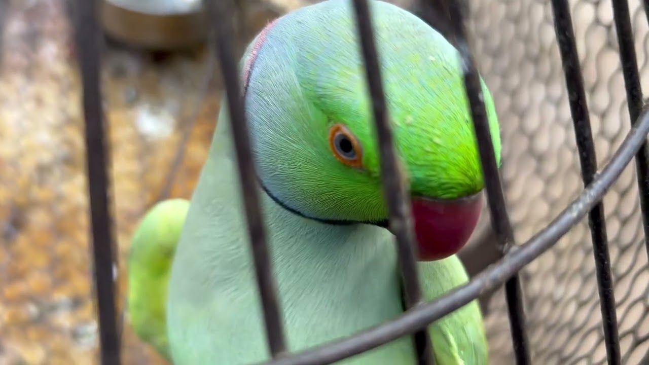 🦜💕✌️day 38./100 Parde video✌️ #teamfx #viralvideo #mitthu#parrot