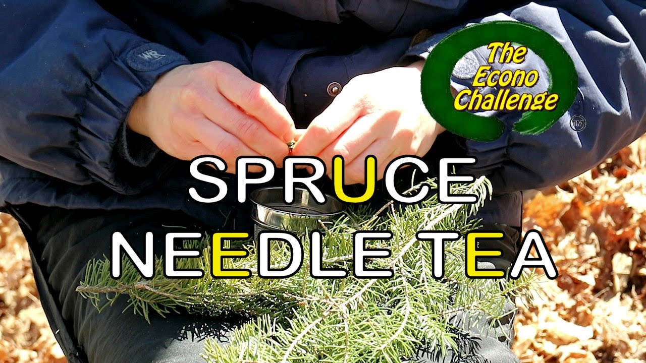 Spruce Needle Tea &ndash; Econo Challenge