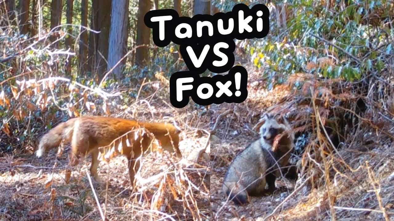 Japanese Fox Vs Tanuki....