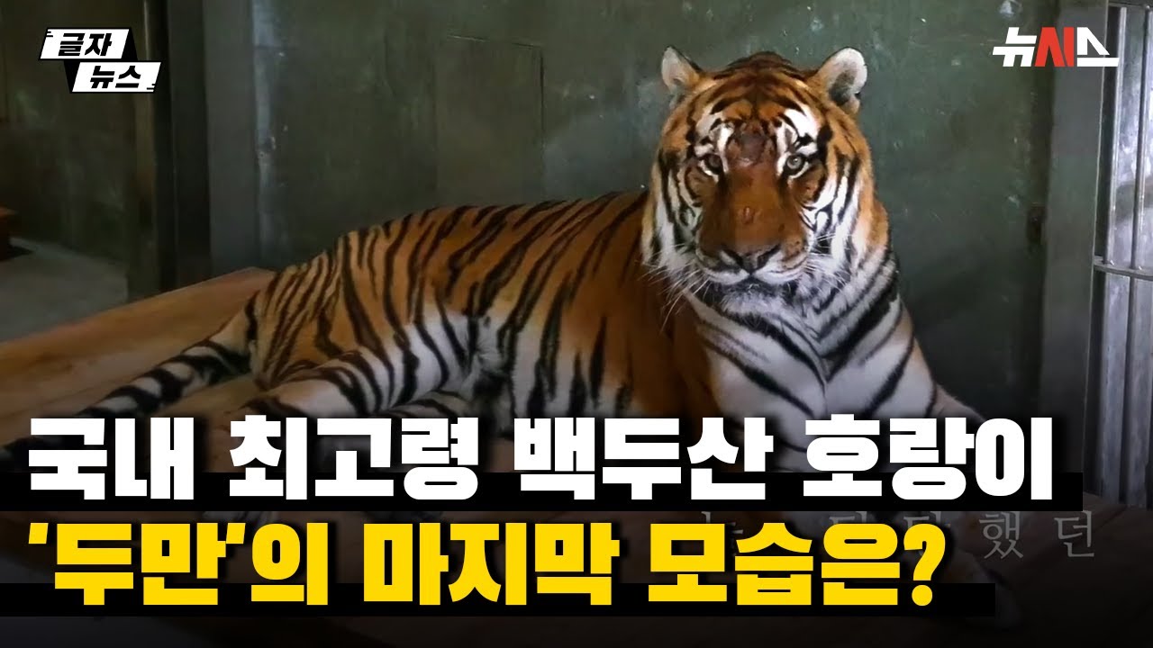 20년 살고 떠난 국내 최고령 백두산호랑이 '두만'의 마지막 모습