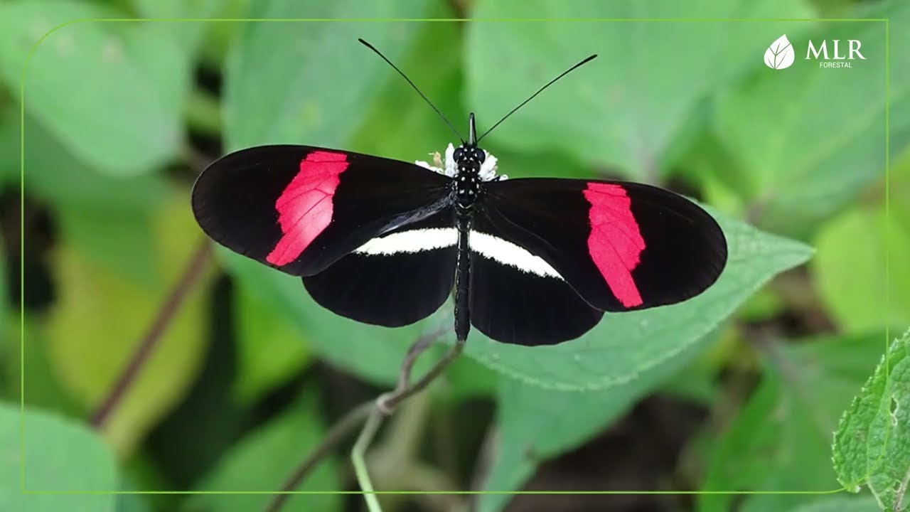 Mariposas diurnas en MLR Forestal