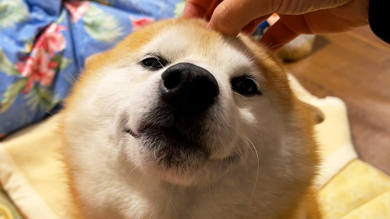 Shibe smiles when his head is scratched with a fingertip