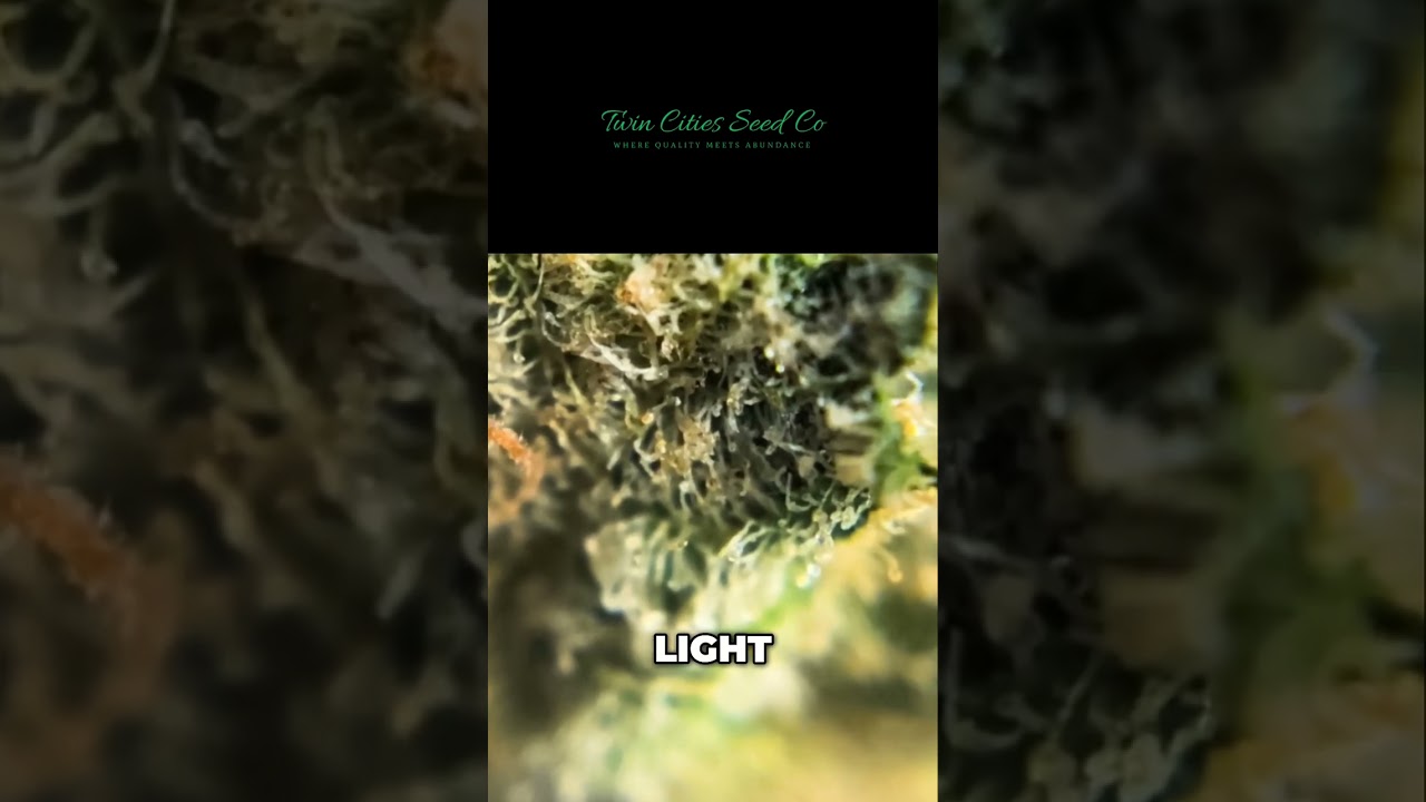 Amazing Slaps Strain: See the Trichomes!