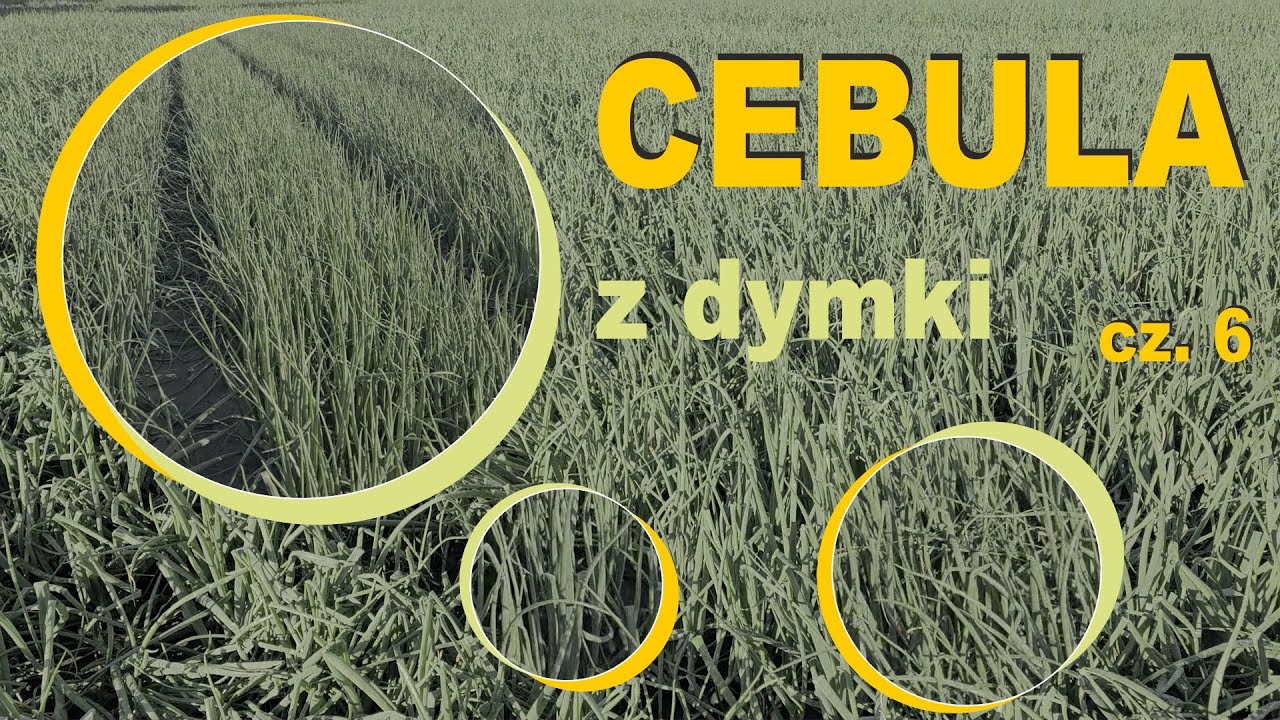 Cebula z dymki sezon 2024 cz. 6🧅🧅🧅