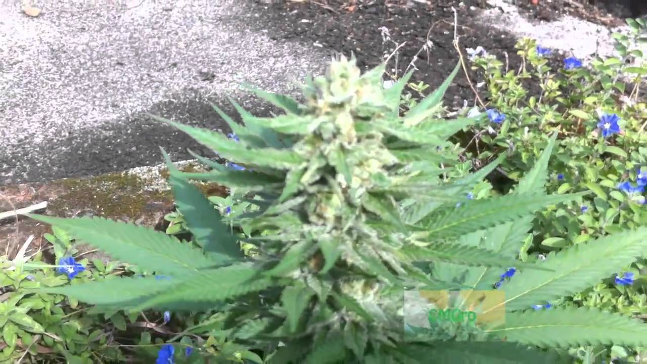 Dinafem Sweet Deep Grapefruit