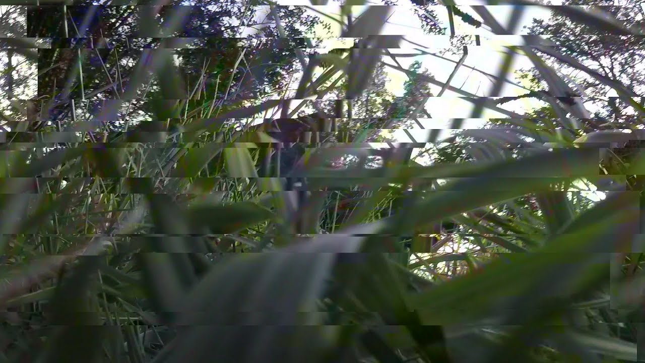 ECKVA16