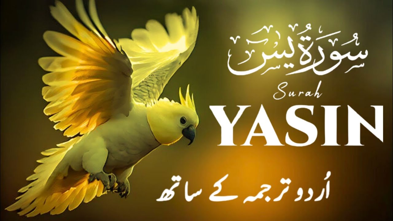 Surah Yaseen with Urdu Translation | EP 182 | Beautiful & Heart Touching Quran Recitation | Al Muqra