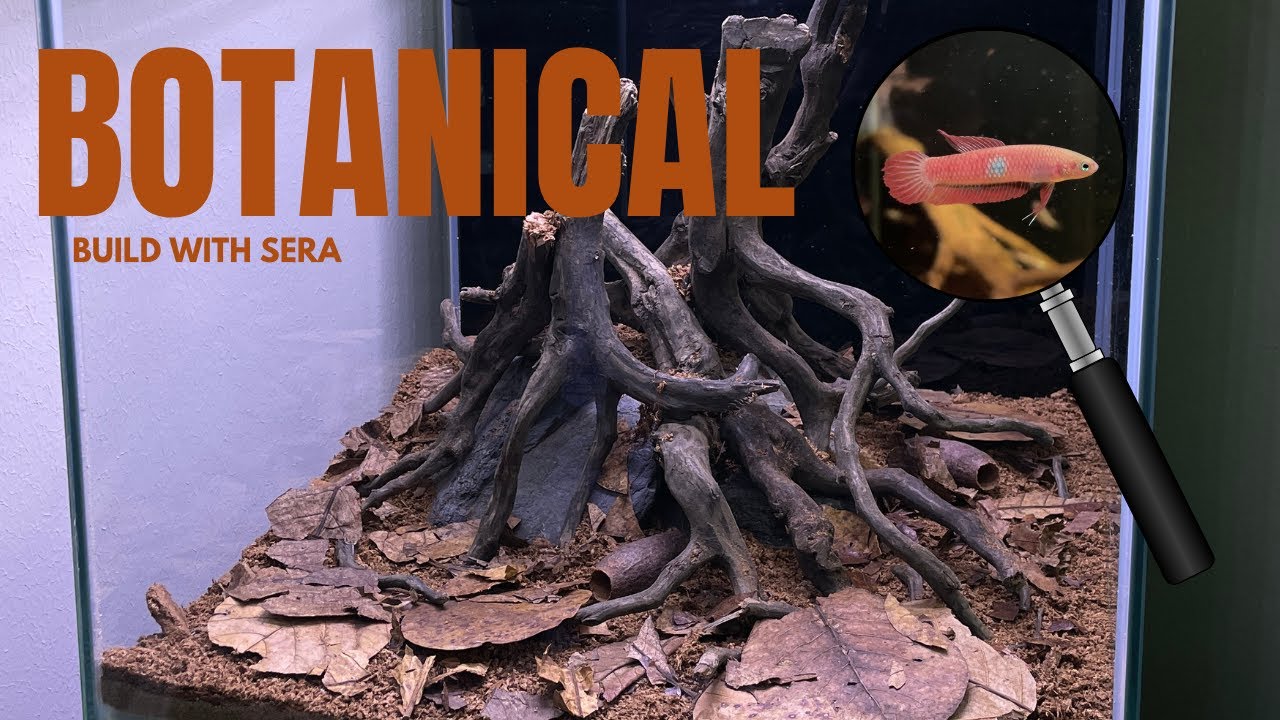 Making A Botanical Aquarium For A Rare Betta!