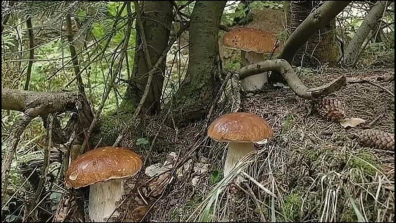Amazing boletus edulis mushrooms/porcini mushrooms 2025