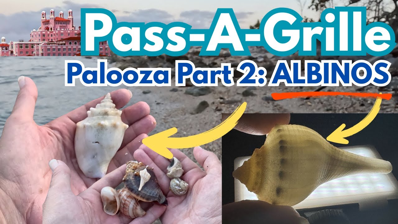 EPIC ALBINO Shell Haul! | Can't believe the SHELLING at Pass a Grille- Shell-a-palooza part 2