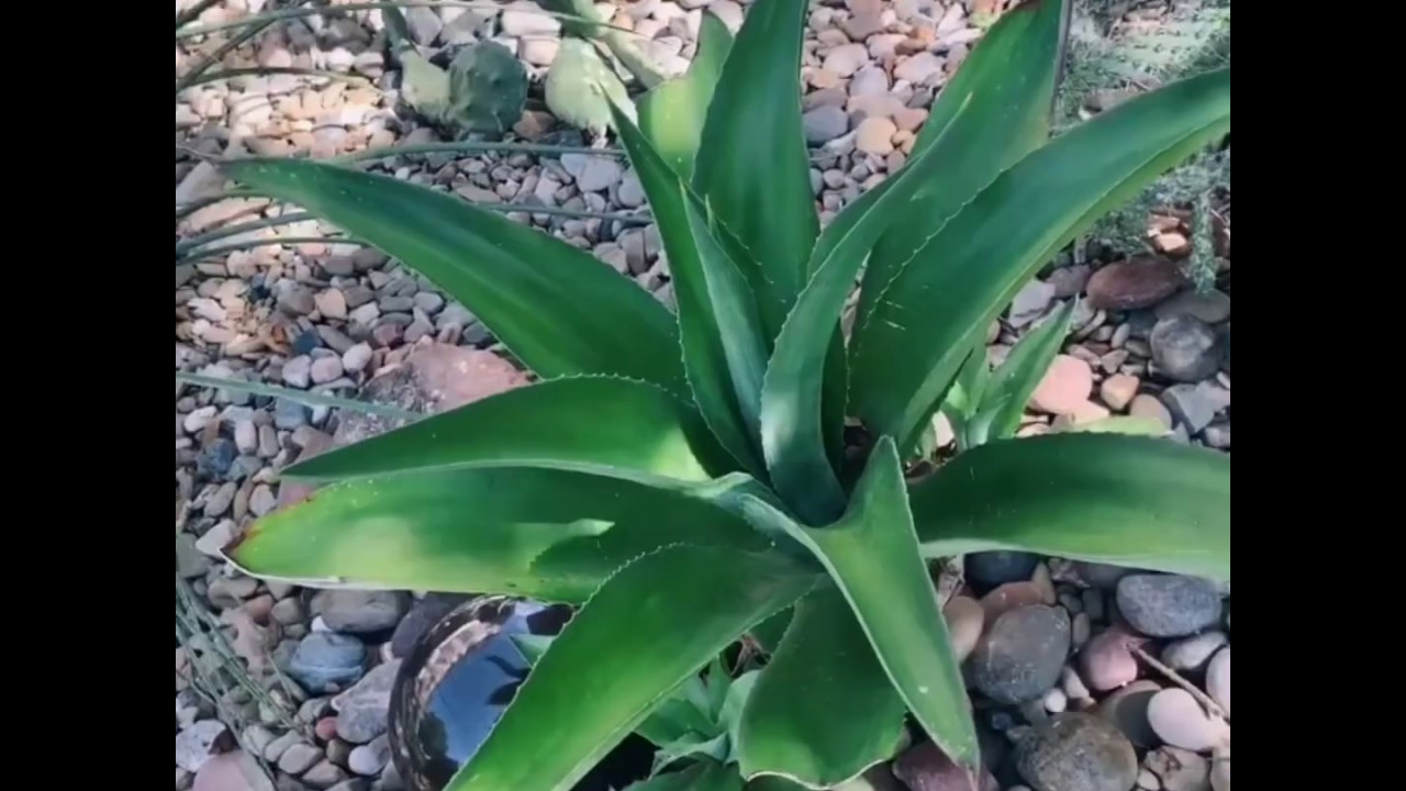 Intro 00: New YouTube Channel 🌵Cacti.On.White
