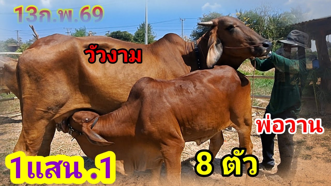 พ่อวาน 064-198-9226 บ.หนองแสง อ.ปทุมราชวงศา จ.อำนาจเจริญ/13ก.พ.69