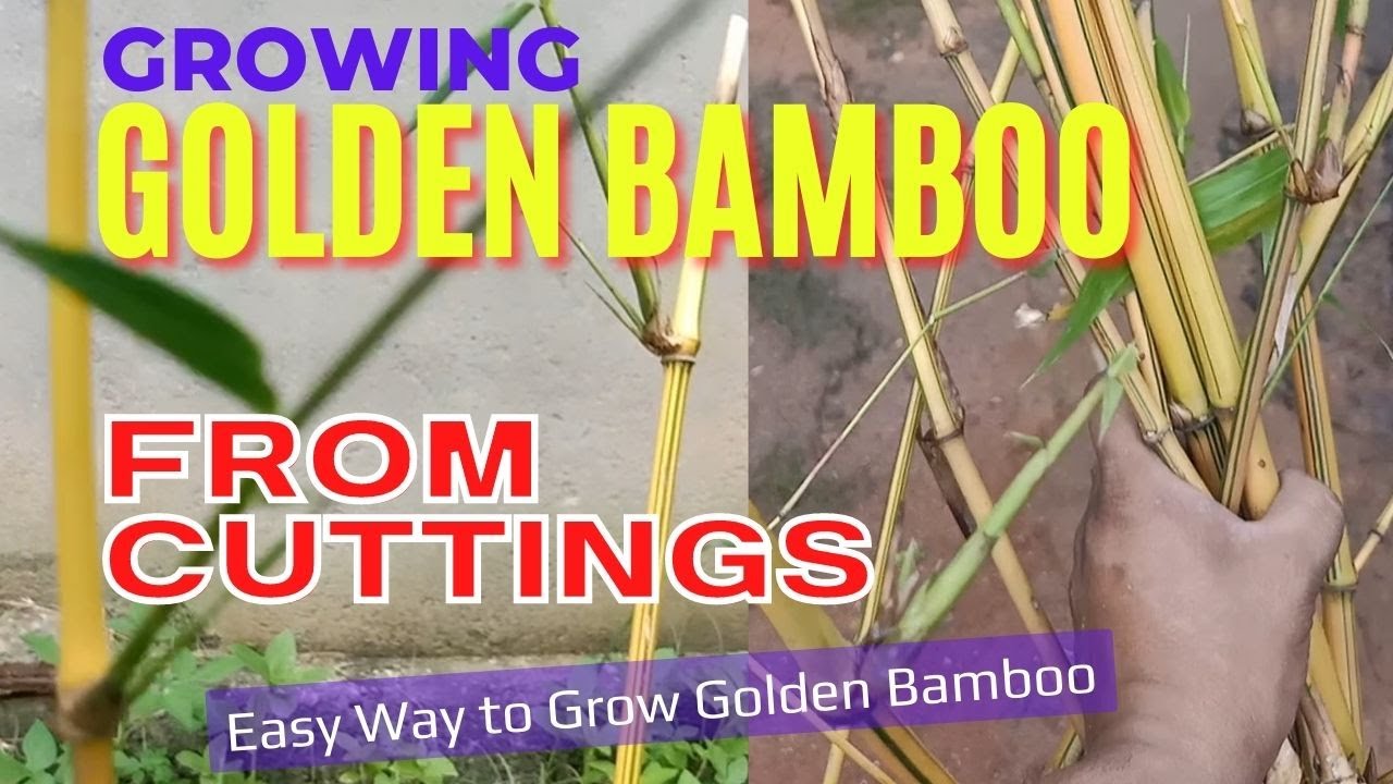 How to Grow Golden Bamboo from Cuttings at Your Home | Easy Way to Propagate Golden Bamboo