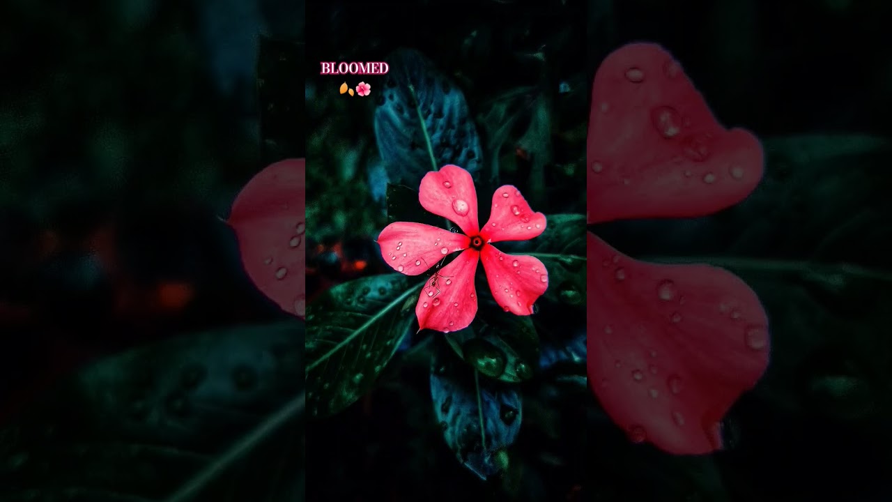 #flowers #goodmorning #vibes #Patan #rain #colors