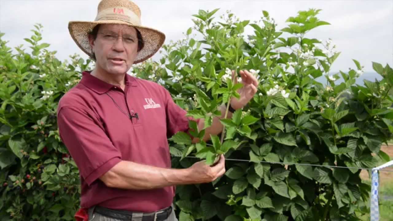 Prime-Ark® Freedom Blackberry