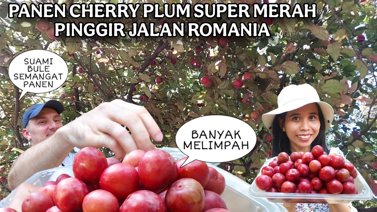 PANEN CHERRY PLUM MERAH LIAR GRATIS PINGGIR JALAN ROMANIA DAPAT BANYAK | SUAMI BULE SEMANGAT PANEN