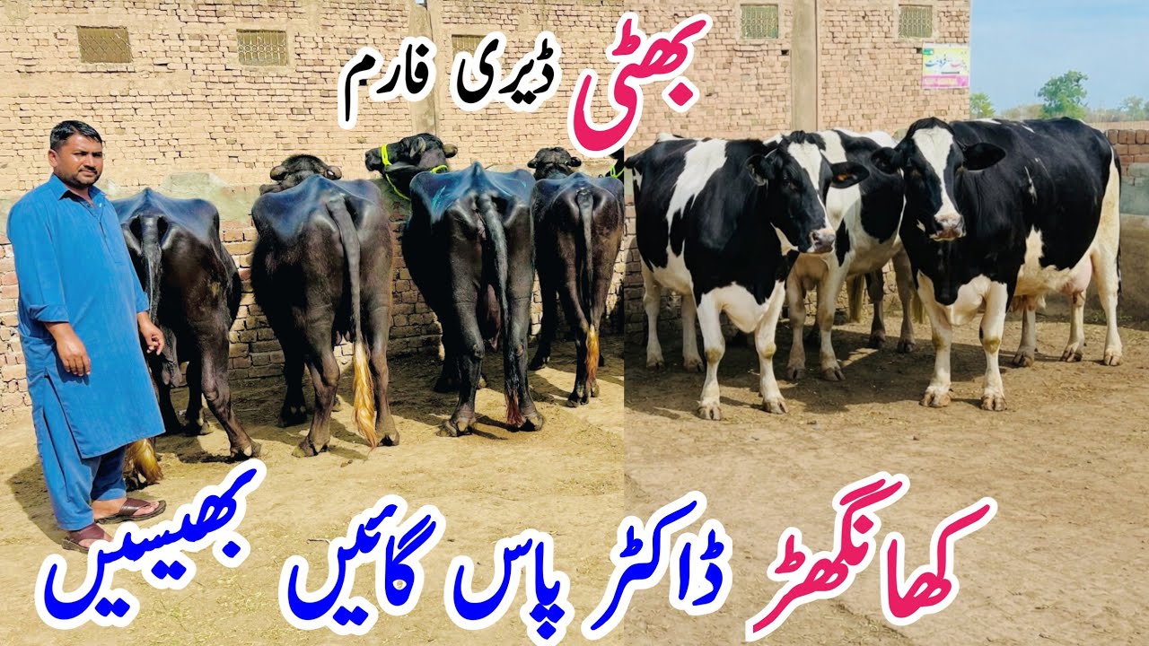🔥 bhati Dairy Farm | Imported Black & White Cows | Heavy Milk Producer Cattle For Sale 2026 🐄💥