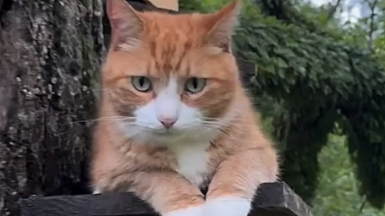Man builds house for his introverted cat
