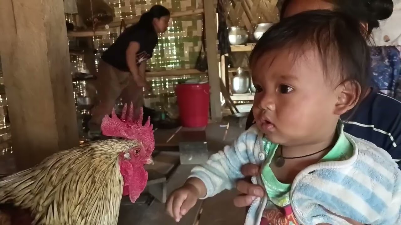 KA CHAANG LHIT NAO LOCAL 🐓AHCHA SIJOU POH TUI MONG2 ☺️