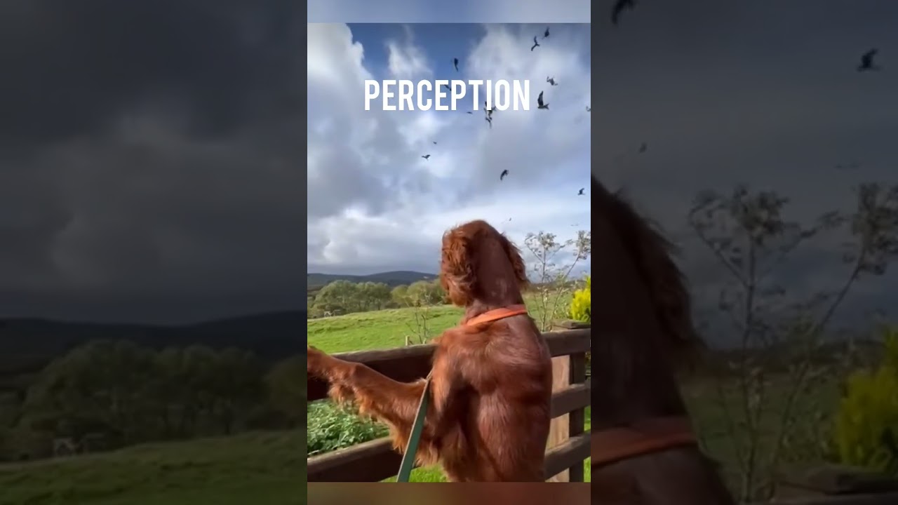 Perception Vs Reality