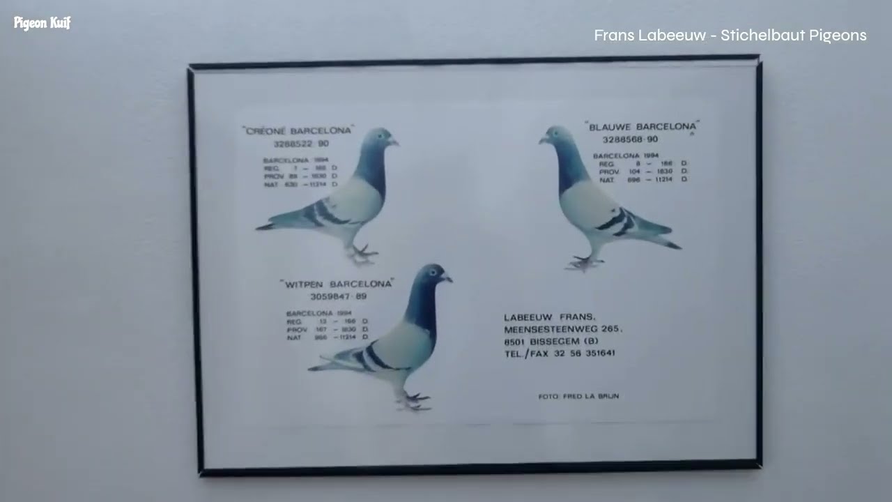 Stichelbaut Pigeons of Frans Labeeuw