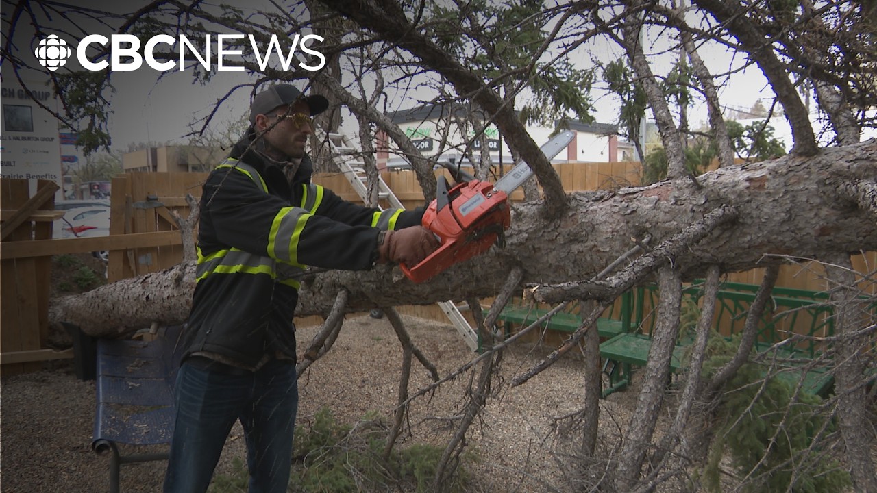 Burza spustoszyła Saskatchewan, drzewo przewr&oacute;ciło się na patio w Reginie