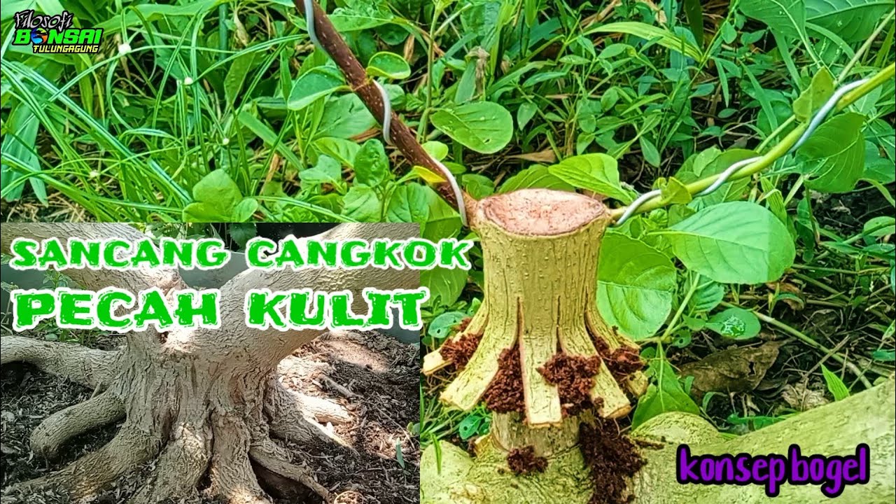 Cara cangkok pecah kulit sancang