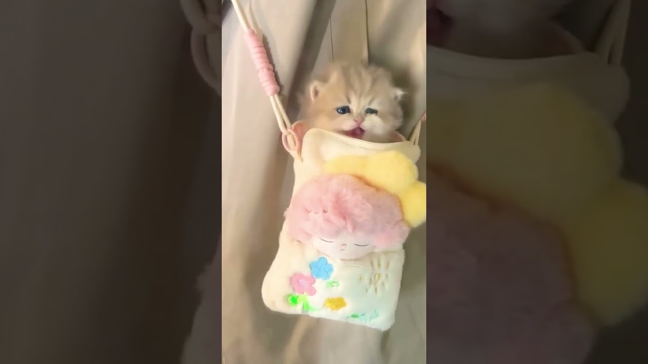 kucinglucu 🥰❤️#kucing#gatos #neko#kot#cay#kittens#baby