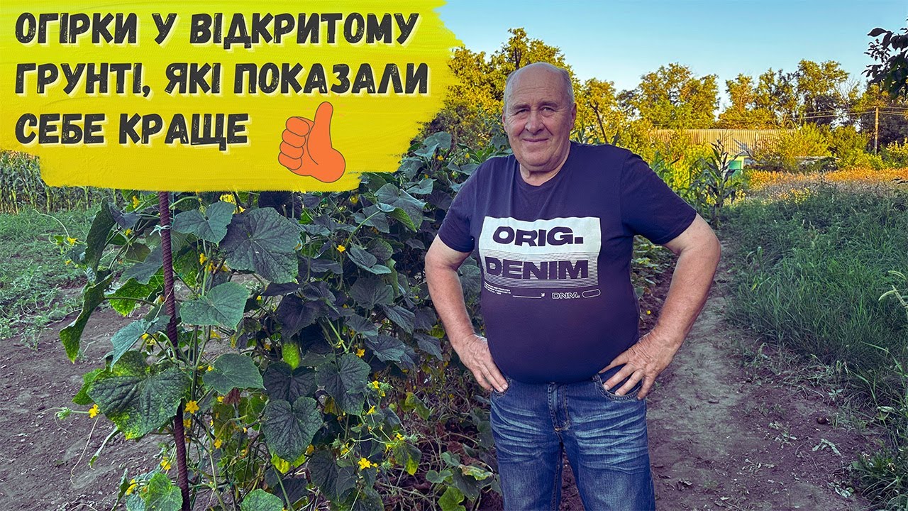Огірки у відкритому грунті, які показали себе краще