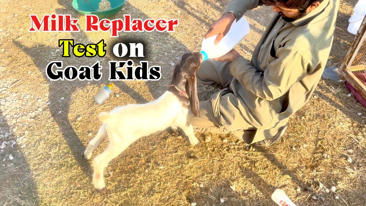 First Time Milk Replacer Use Kiya | Goat Kids Reaction #goatfarming  
